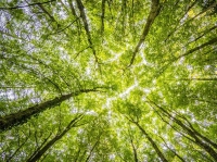 Il Comune pianta 860 alberi nei rioni della citt&agrave;